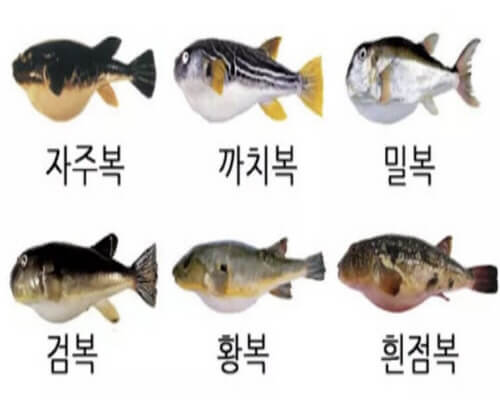  복어 종류 까치복 밀복 황복 참복 졸복 흰점복 특징 복어독 증상