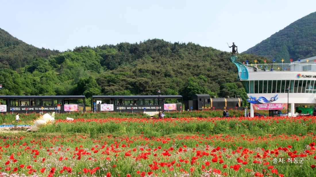 하동 꽃양귀비축제