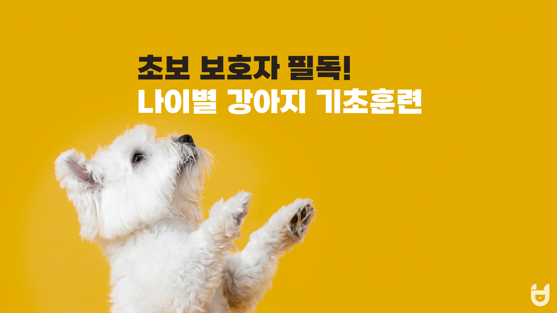  초보 보호자 필독! 나이별 강아지 기초 훈련 방법 (1)