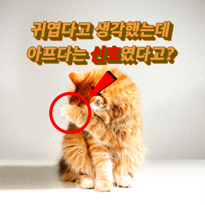 고양이-귀-긁는-이유-외이염-중이염-염증-귀지-청소-면봉-주기