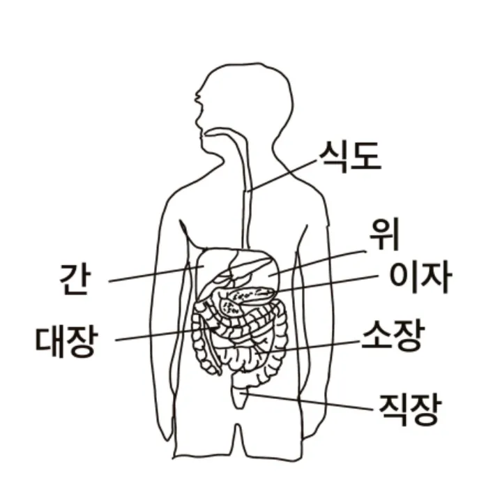 소화계 그림