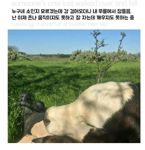  소가 갑자기 오더니 제 무릎에서 자던데요..?