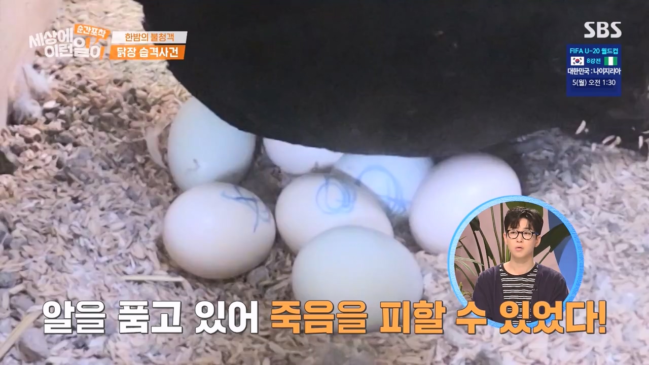 순간포착 세상에 이런일이.E1231.230604p-NEXT.mp4_20230609_202233.132.jpg
