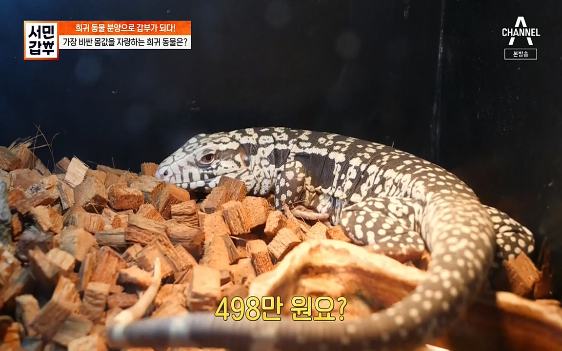 서민 갑부.E381.220431p-NEXT.mp4_20220501_174401.893.jpg