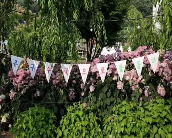 공주 수국축제 유구색동 수국 정원 꽃축제_27