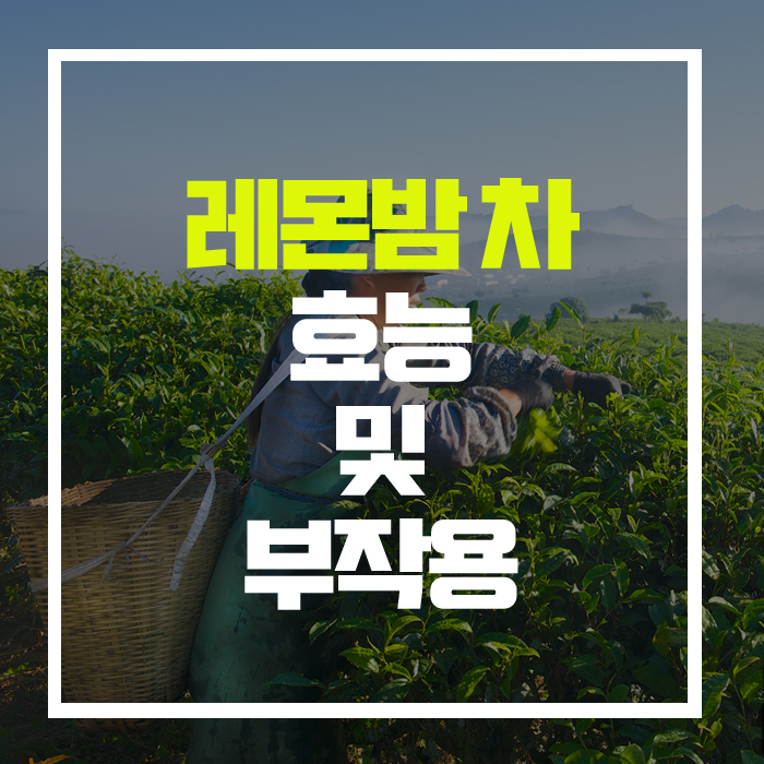  다이어트와 생리통 완효에 특효! '레몬밤'차 효능 및 부작용