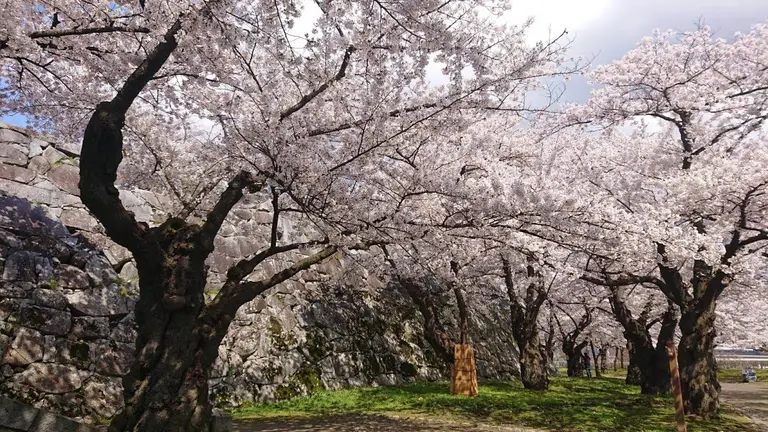 모리오카 성터 주변에 피어있는 벚꽃 사진