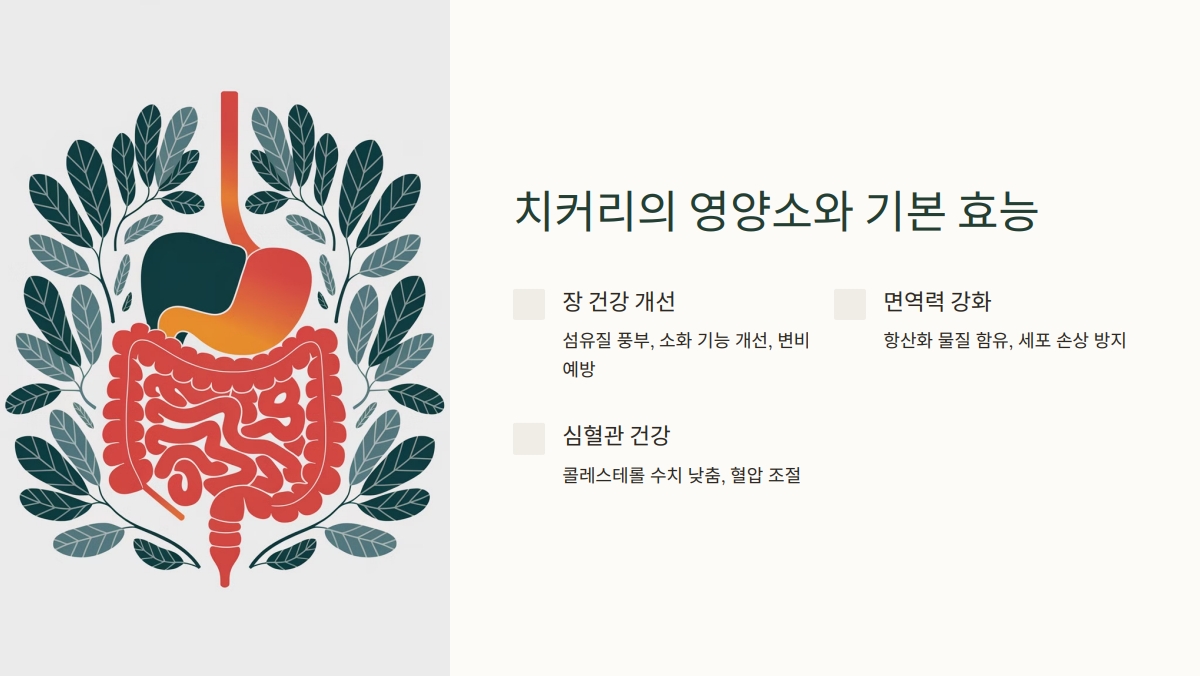 치커리 효능