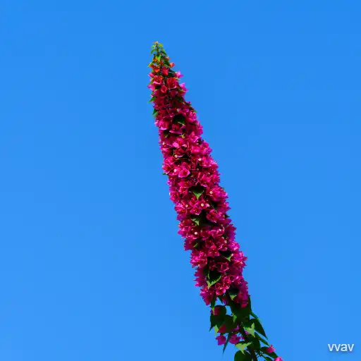 bunch of red flowers