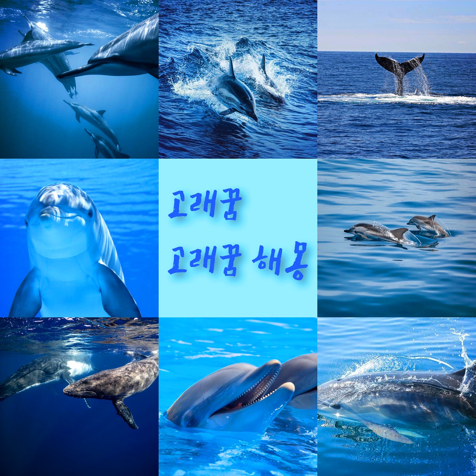  고래꿈 대표적인 10가지 고래꿈 해몽 알아보자