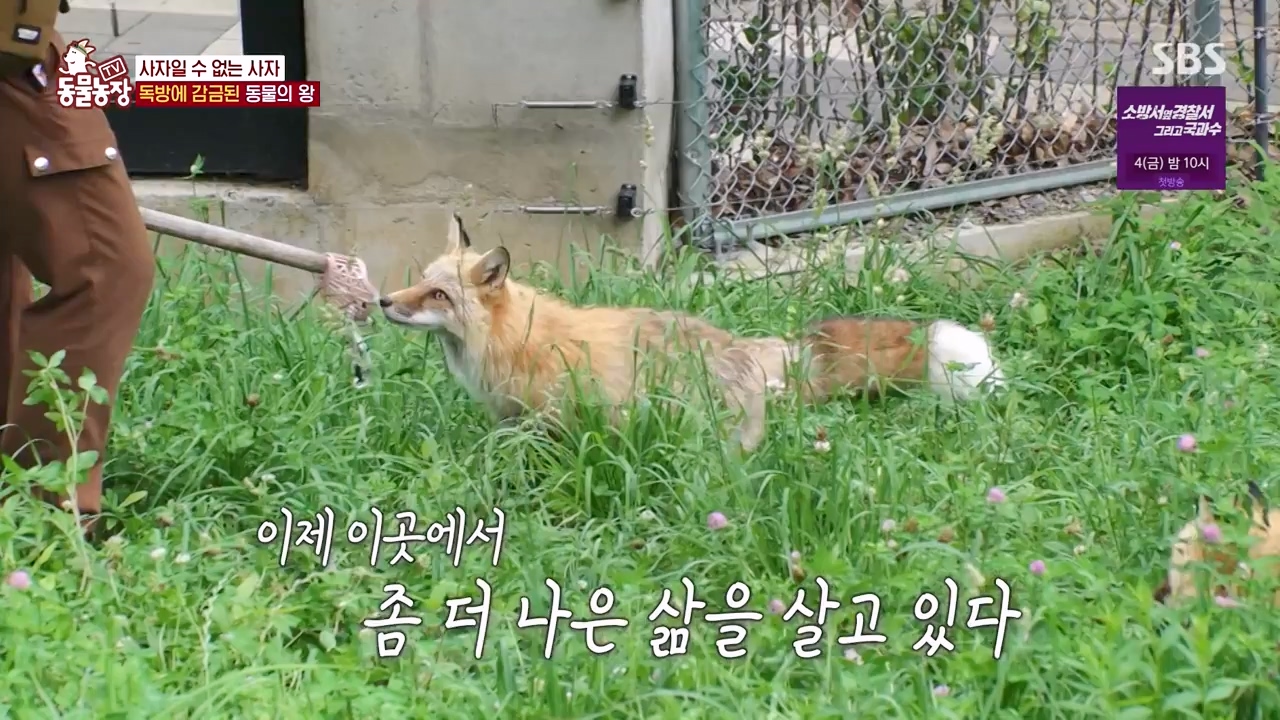 TV 동물농장.E1131.230731p-NEXT.mp4_20230730_191000.041.jpg