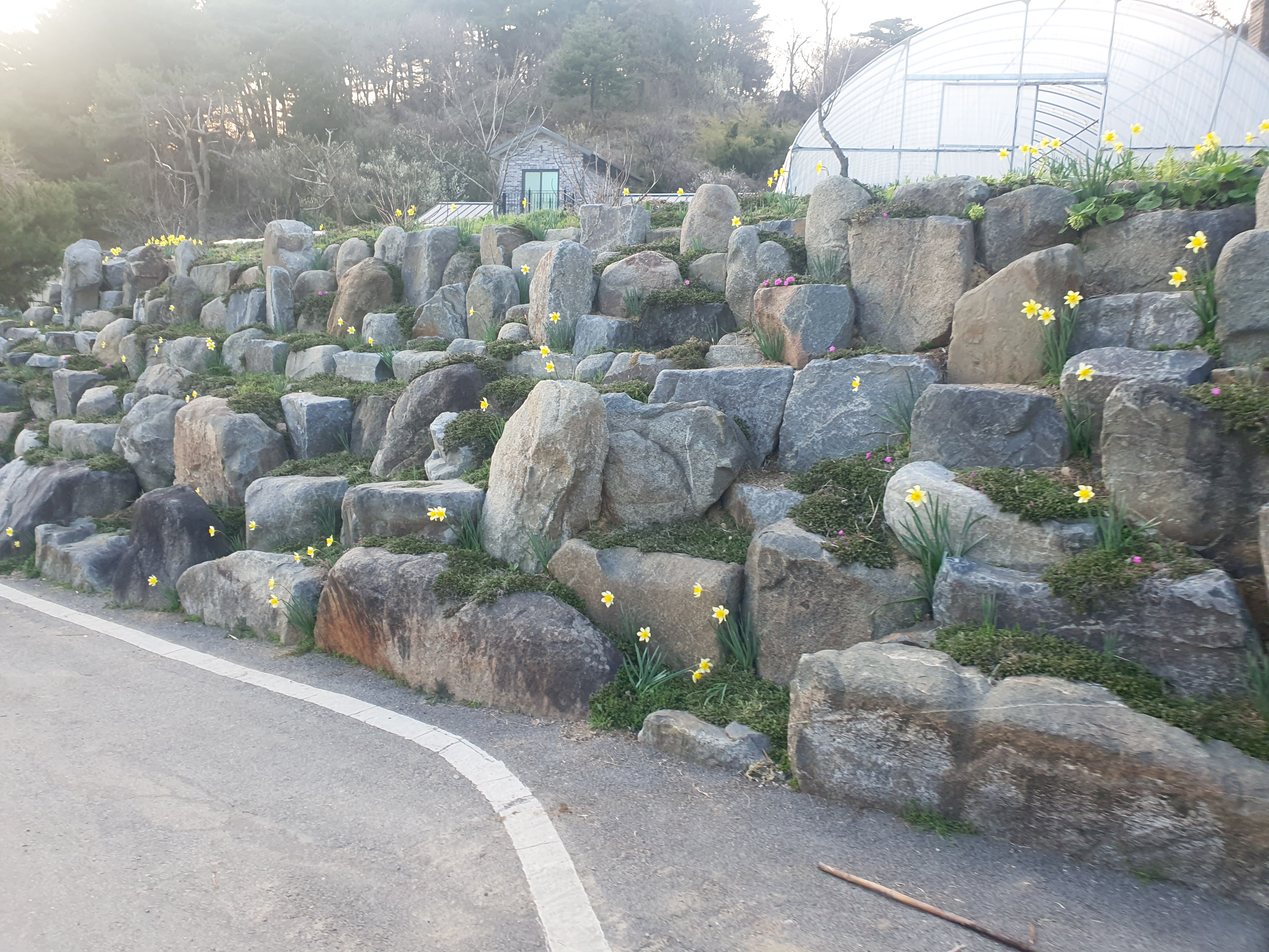 홍성 거북이 마을 봄꽃 명소