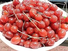 보리수 이미지