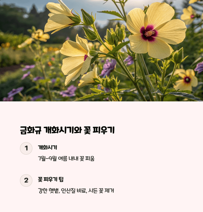 금화규 꽃