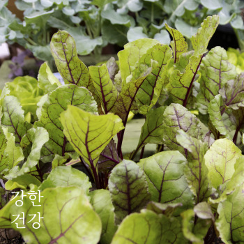 근대 효능