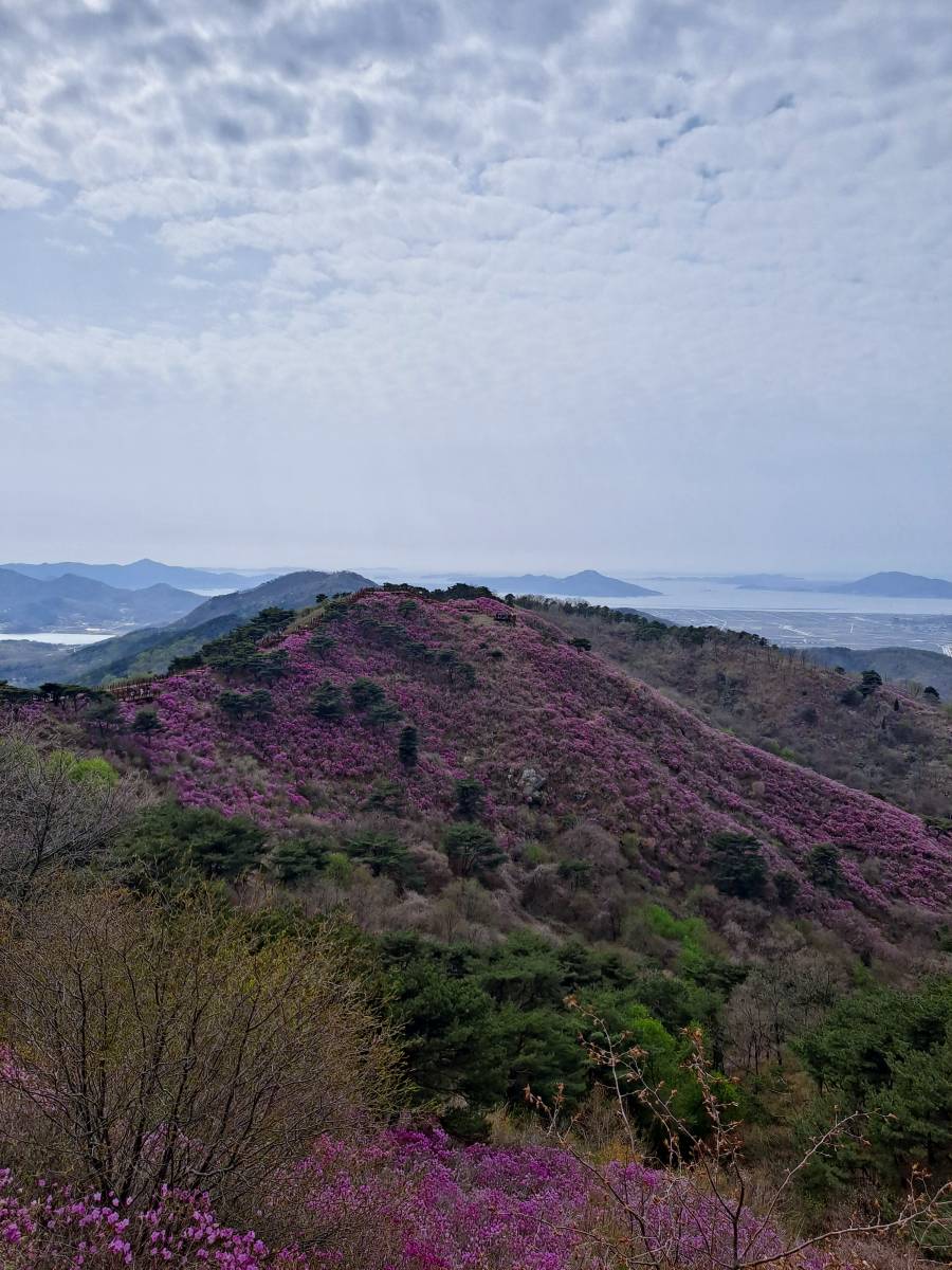 좀더 군락지가 가까워지다