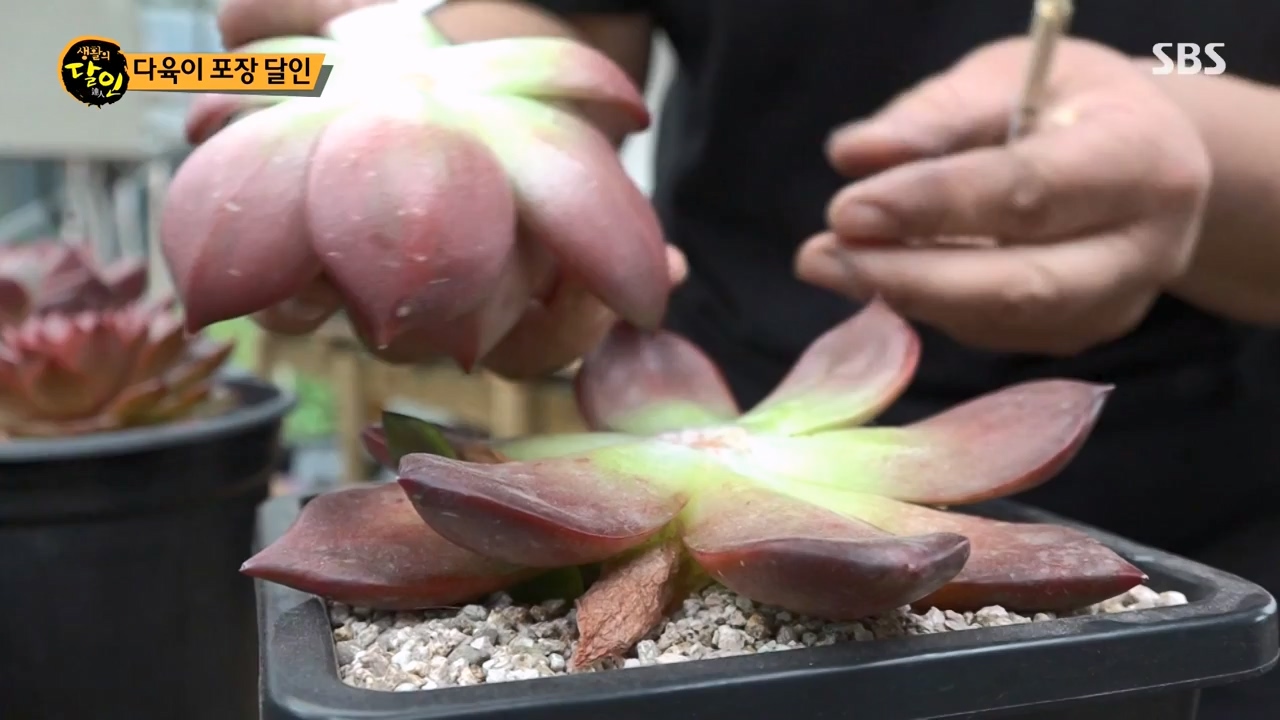 생활의 달인.E909.231031p-NEXT.mp4_20231031_200738.844.jpg