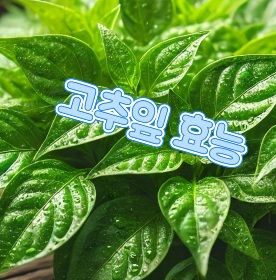 고추잎-효능