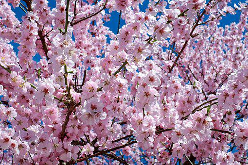 따뜻한 봄날 만개한 벚꽃의 모습(3)