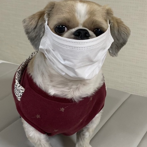 강아지 감기증상