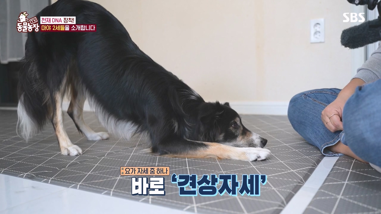 TV 동물농장.E1145.231113p-NEXT.mp4_20231112_173435.093.jpg