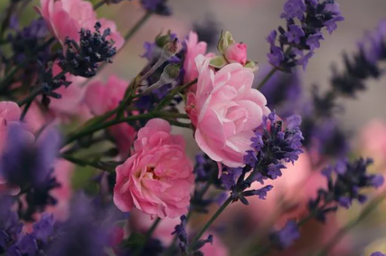보라색-라벤더와-분홍색-꽃