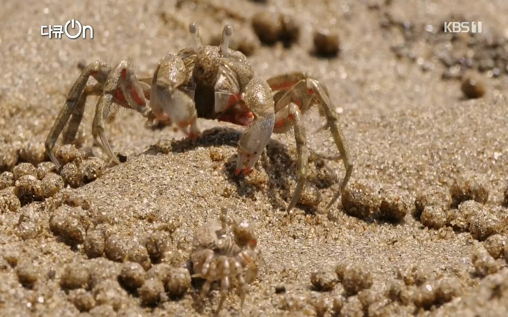 다큐 On.E151.220805p.H264-F1RST.mp4_20220806_193400.385.jpg