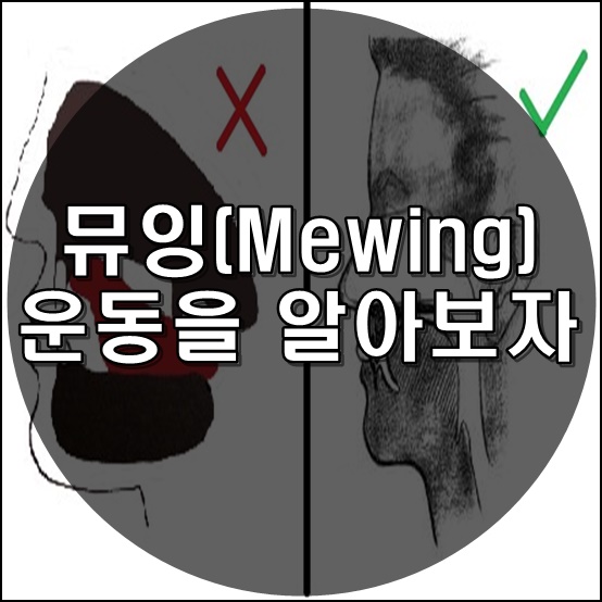  뮤잉(Mewing)에 대한 모든 것. (뮤잉 효과 / 뮤잉 후기 / 뮤잉 필요성)