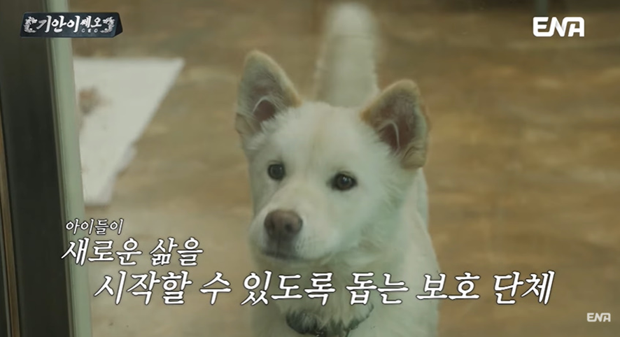 총맞은 채로 구조된 강아지 보고 눈물 흘린 기안84 | 인스티즈