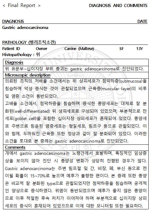 수술 후 마시티닙 항암치료 13살 노령견 강아지 위암 17