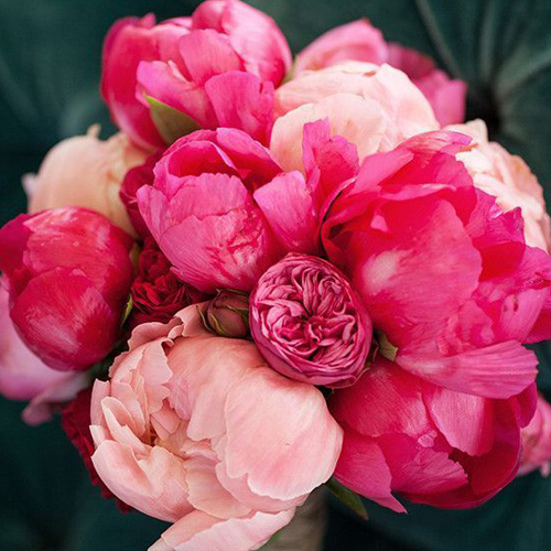 peony 이미지