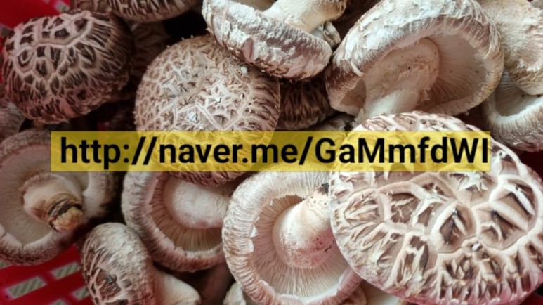 표고버섯 판매 버섯 제철입니다. 표고버섯 참나무 3