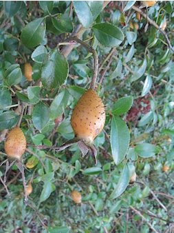  금앵자 (CHEROKEE ROSEHIP) 효능 부작용 섭취법 알고 가세요.
