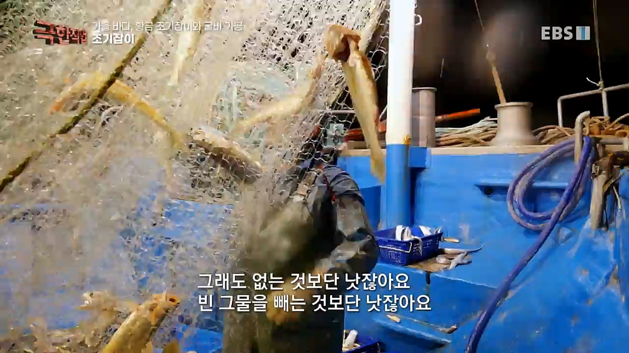 TV - 교육의 중심 EBS가을 바다 황금 조기잡이와 굴비 가공.mp4_20221122_195435.271.jpg