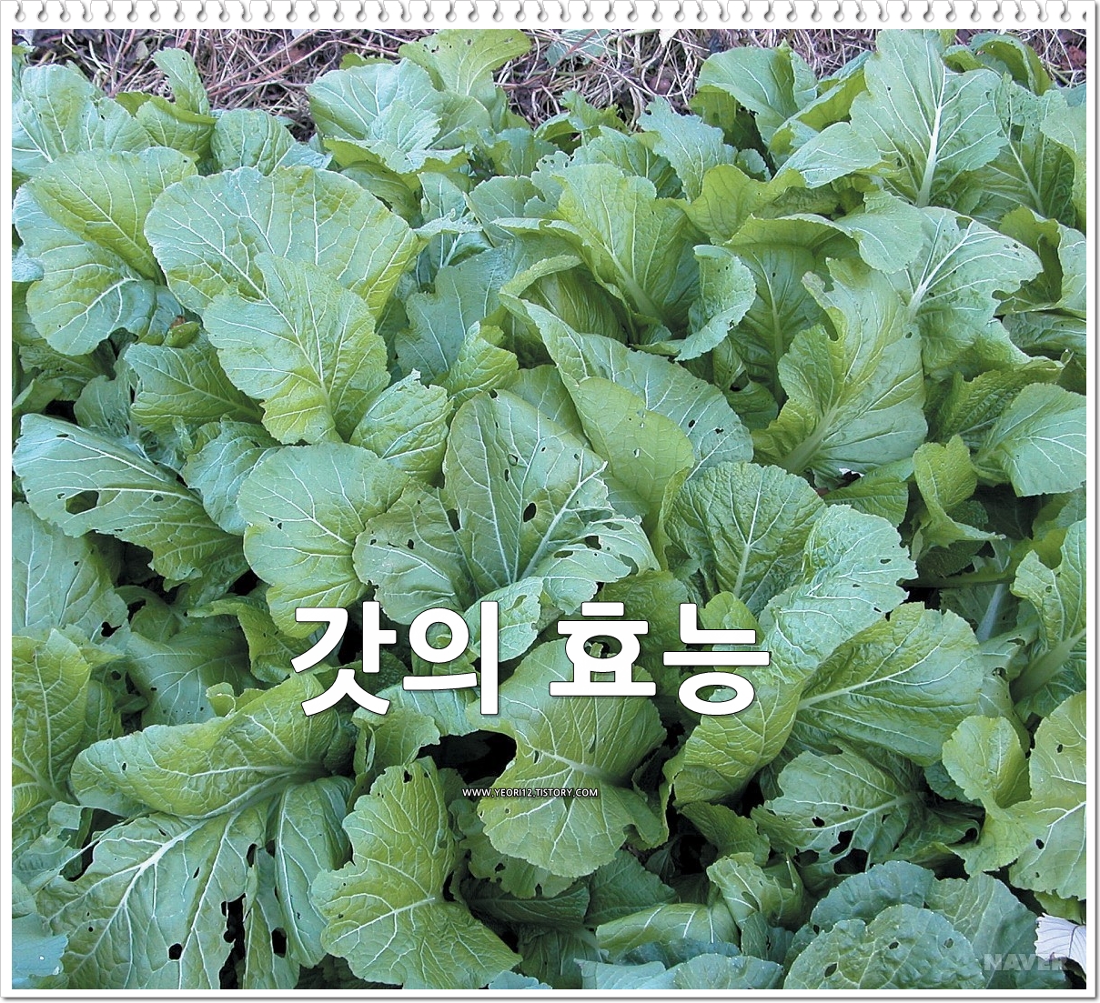  갓의 효능