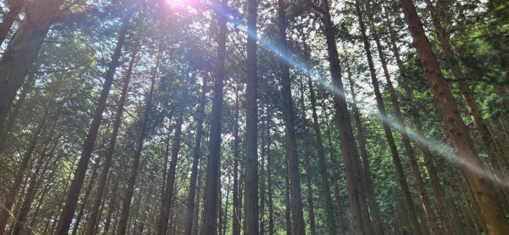 무등산 편백자연휴양림(화순) 편백숲 산책로에 비치는 오전 햇살