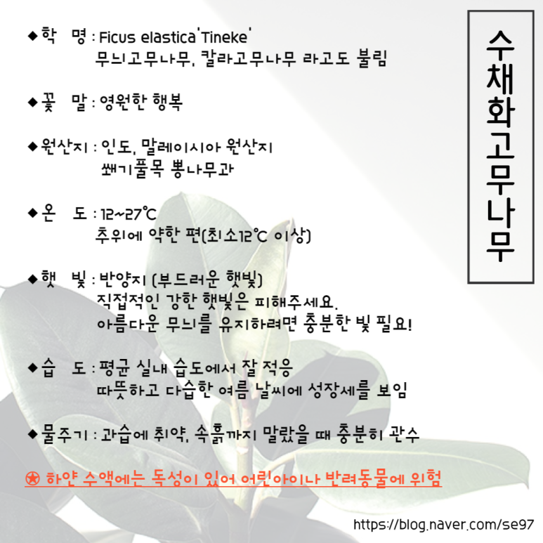 고무나무 키우기 17