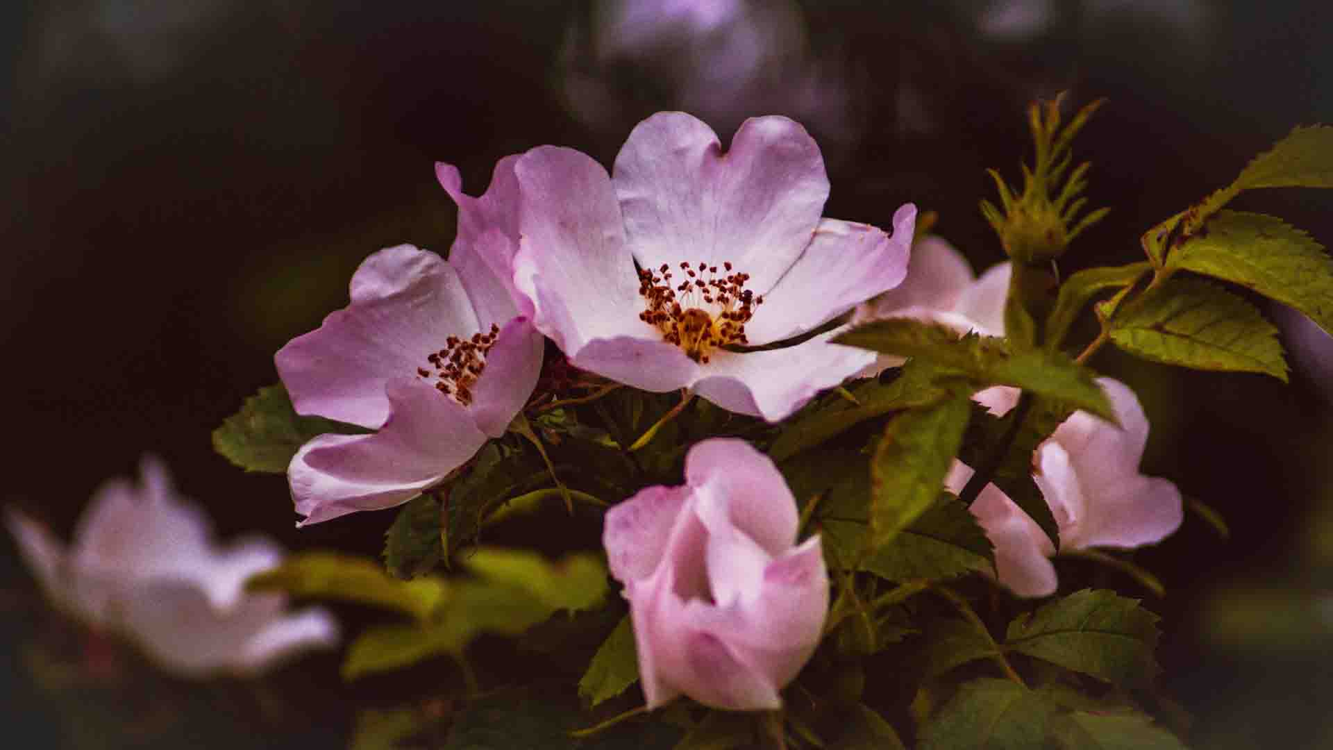  찔레순 효능 및 부작용 그리고 다양한 섭취방법
