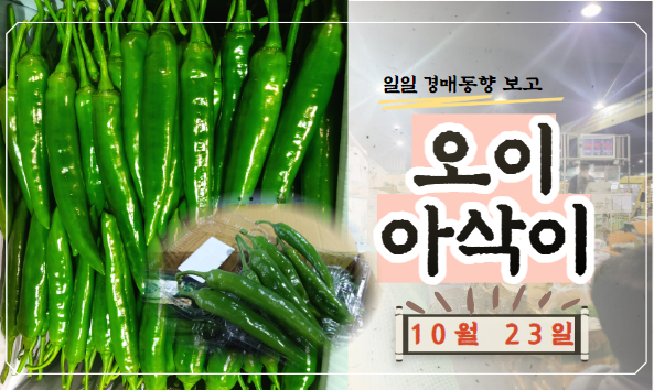  [경매사 일일보고] 10월 23일자 가락시장 오이아삭이 경매동향을 살펴보겠습니다!