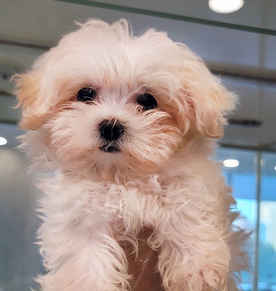 개를 입양했어요. 가마솥 산 유기견 보호 센터 귀여운 2