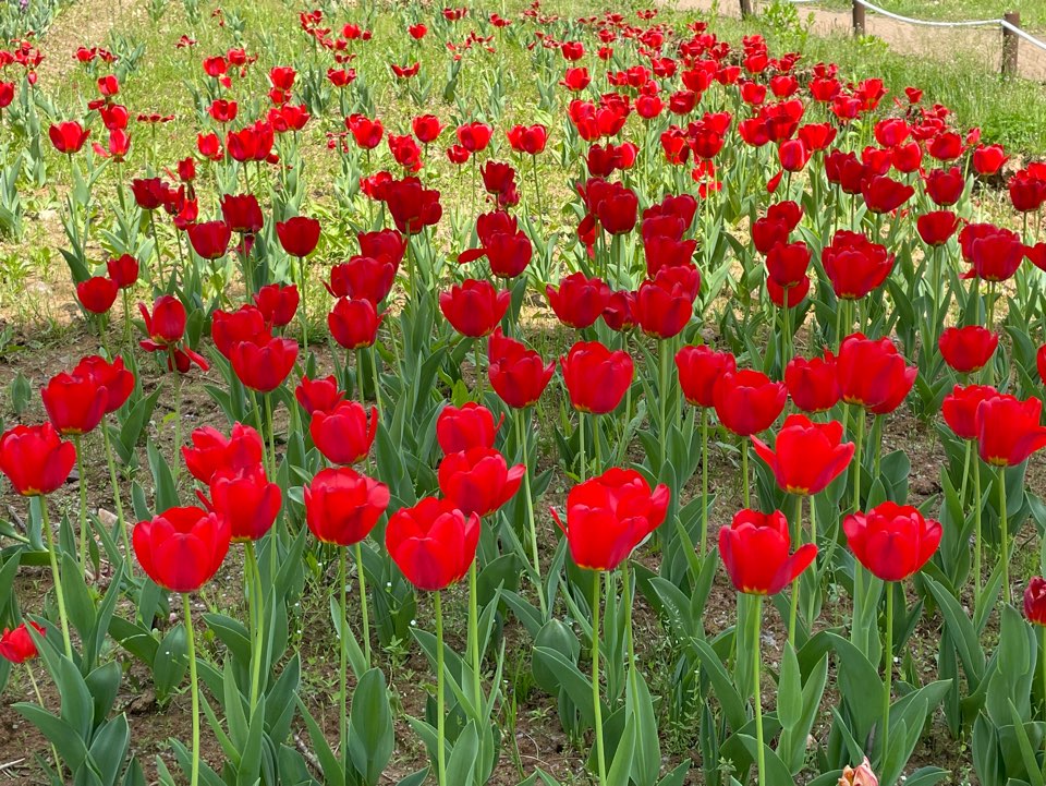 빨간 꽃밭의 모습이다.