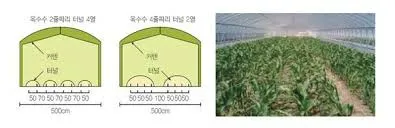 옥수수 파종시기