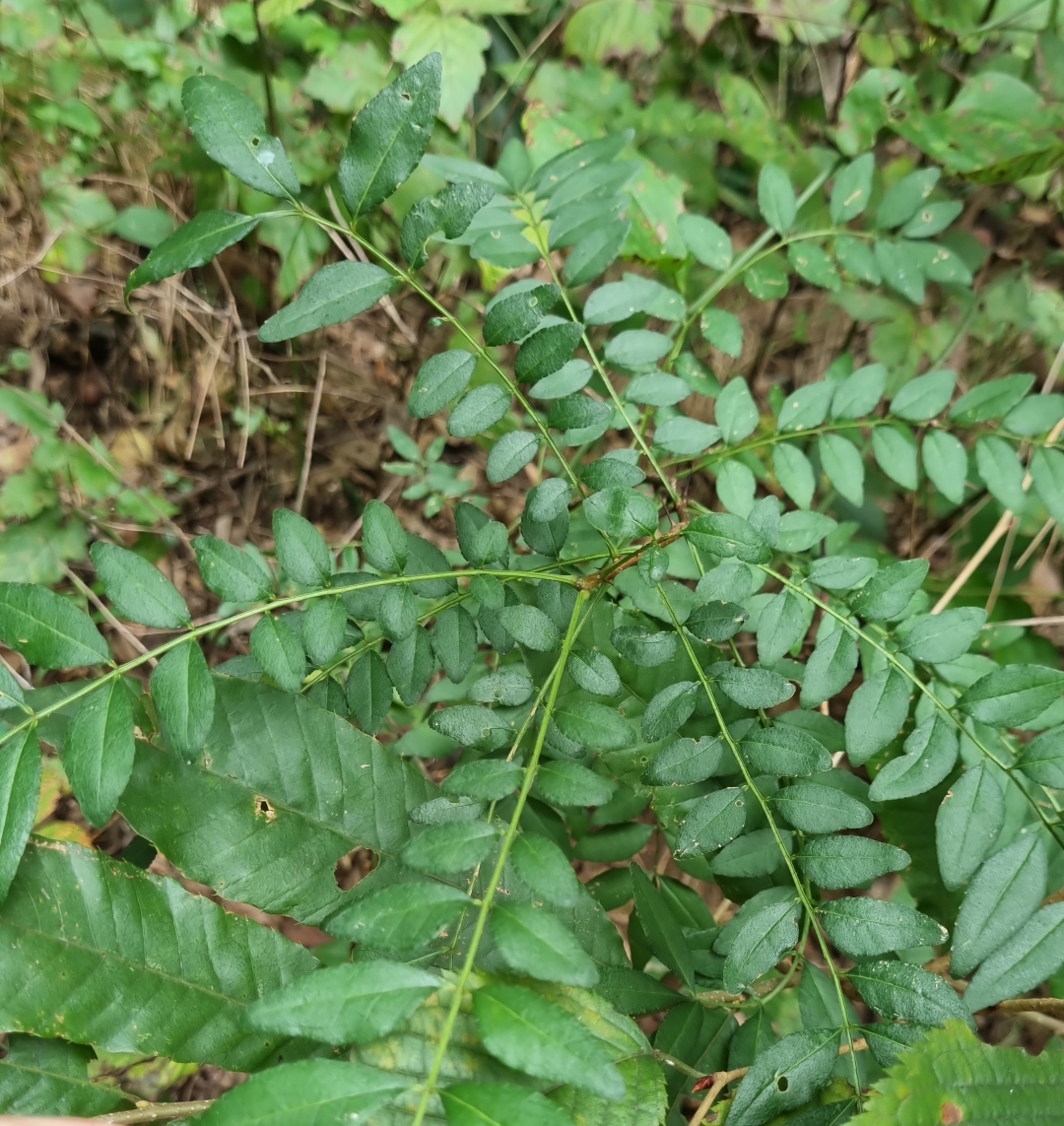  산초나무, 산초나무의 효능