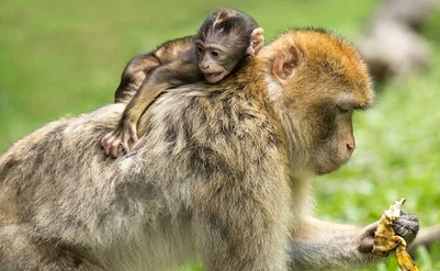 엄마원숭이-등에-엎힌-아기원숭이