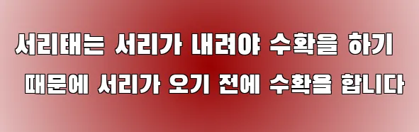 서리태는 서리가 내려야 수확을 하기 때문에 서리가 오기 전에 수확을 합니다