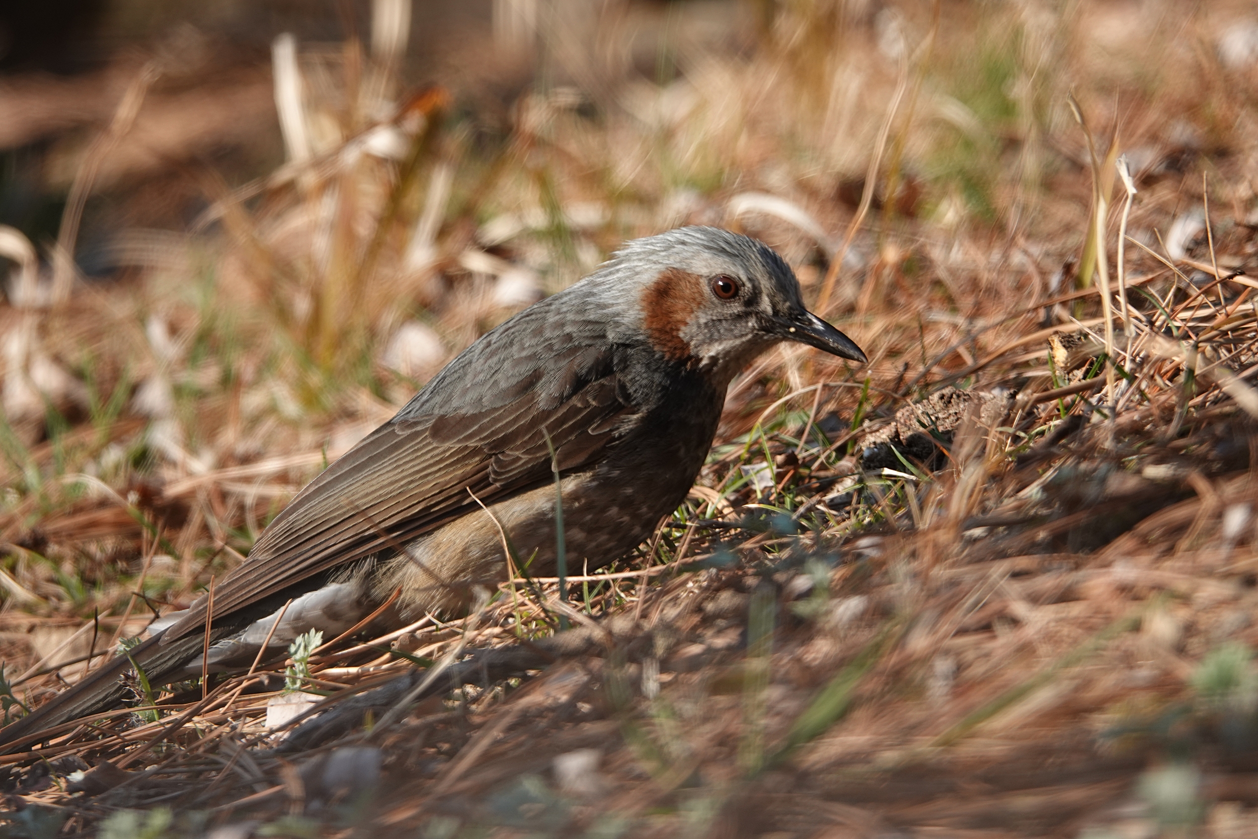  [직박구리과] 분성산에서 직박구리(Brown-eared Bulbul)