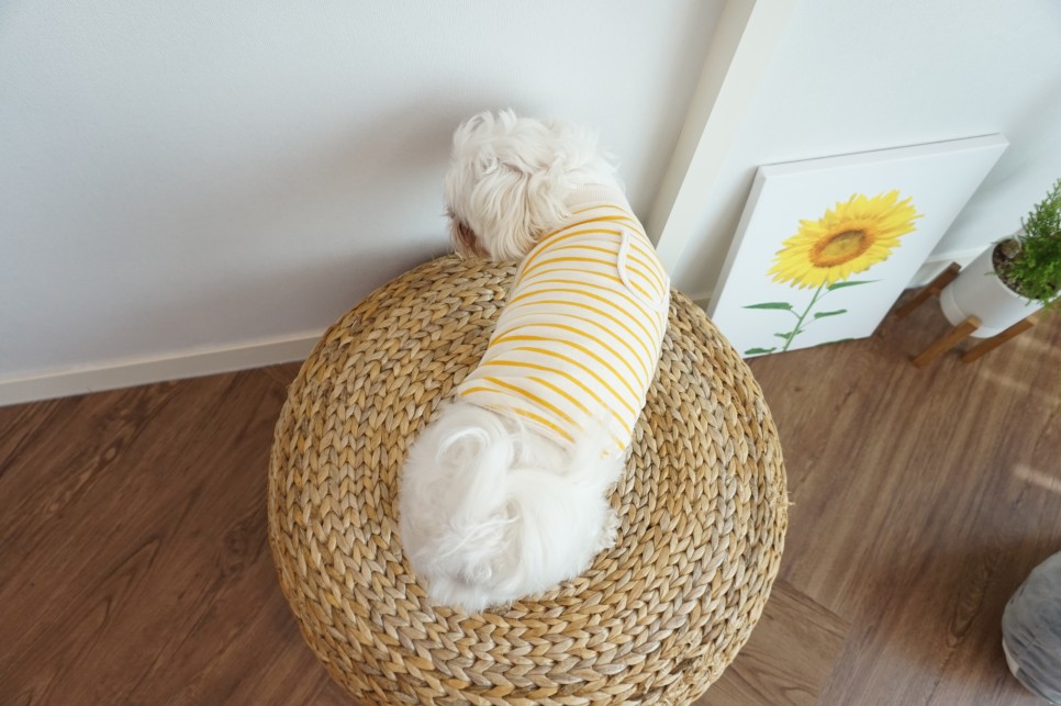 옷 쇼핑몰 강아지옷 쇼핑몰예쁜 16