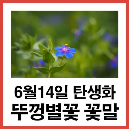 6월14일탄생화