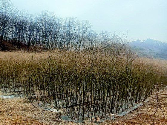  LH직원이 산 땅에 심은 나무