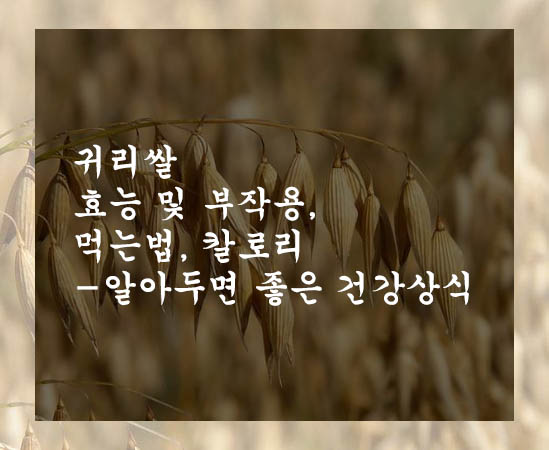 귀리쌀 효능 및 부작용&#44; 먹는법&#44; 칼로리-알아두면 좋은 건강상식